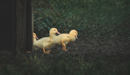 Three Muscovy Duck Ducklings(Cairina Moschata)