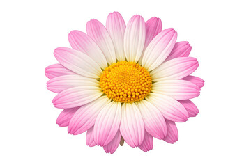 Obraz premium Pink daisy flower with yellow center blooming, creating a vibrant spring and summer floral background, transparent element