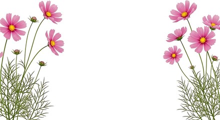 Obraz premium Pink cosmos flowers for design and decoration