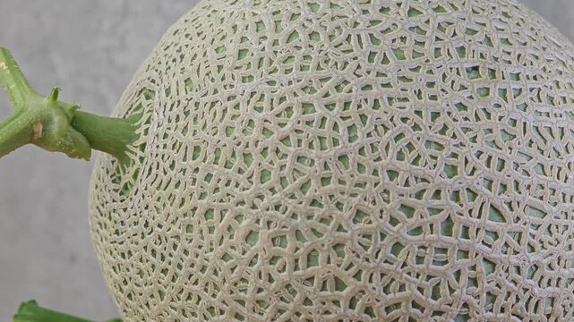 Ripe green melon in garden.