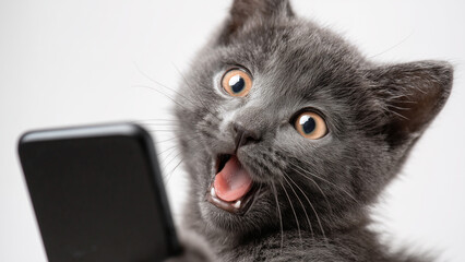 Smartphone shocked meme cat with copy space on studio background cat-meme_1114