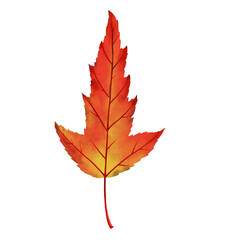 Fototapeta premium drawing autumn leaf of maple isolated at white background, hand drawn illustration, floral design element
