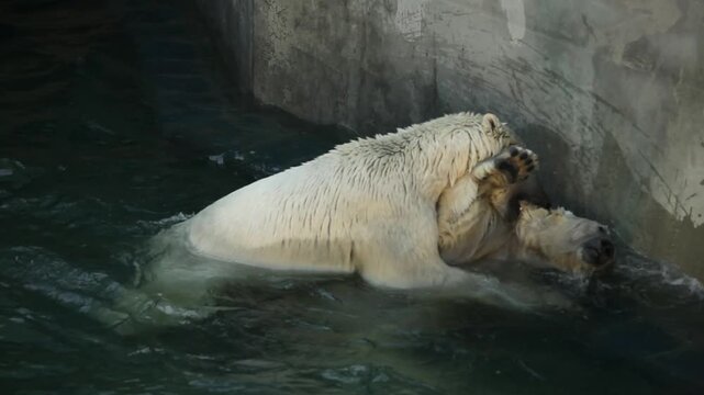 Two massive polar bears playing and wrestling in water of zoo pool, large arctic predators swimming and biting each other playfully, powerful white bears fighting in enclosure during