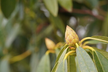 シャクナゲの蕾