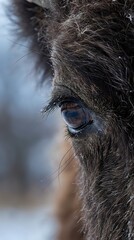 Close-up portrait of donkey eye with detailed fur texture and eyelashes. Farm animal photography with shallow depth of field for veterinary and agricultural content.