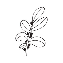 Coffee branch with coffee berries