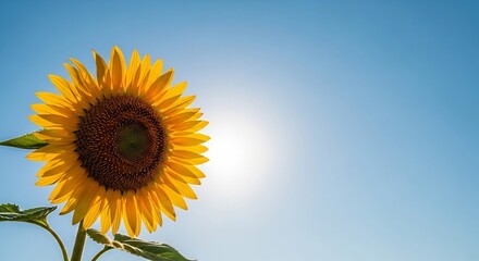 Obraz premium Vibrant Sunflower Facing the Bright Sun Against a Clear Blue Sky.