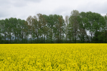 Obraz premium Rapsfeld in der Region Teutoburger Wald