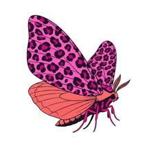 A vibrant illustration of a butterfly with pink and orange wings. isolated on transparent background