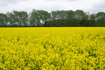 Obraz premium Rapsfeld in der Region Teutoburger Wald