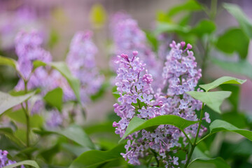 Obraz premium Bright spring purple lilac among green foliage.