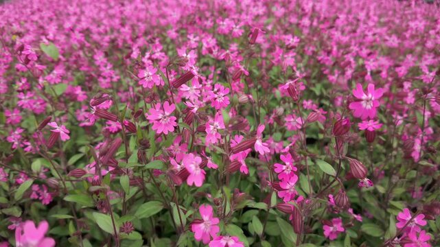 Meadow with beautiful Catchfly or Champion flowers sway in the breeze