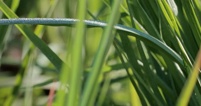 Dew drops sparkle on citronella lemongrass leaves moving in the wind under sunlight. Outdoor eco cultivation of aromatic plants, organic farming, fresh herbs, and sustainable green agriculture concept