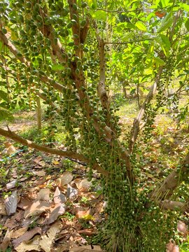 Baccaurea ramiflora is a plant native to Indonesia.
