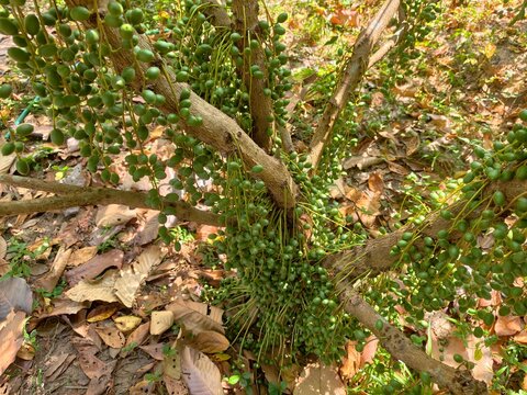 Baccaurea ramiflora is a plant native to Indonesia.