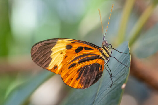Close-up of Numata longwing butterfly (Heliconius numata) resting on leaf in butterfly garden