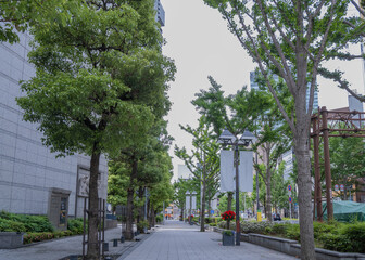 都会の街路樹が並ぶ歩道