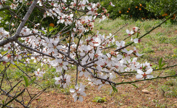 Almendro en flor en febrero