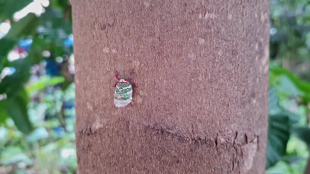 Closeup of Striking Green and White Speckled Insect with Fluffy Tail rests on textured surface
