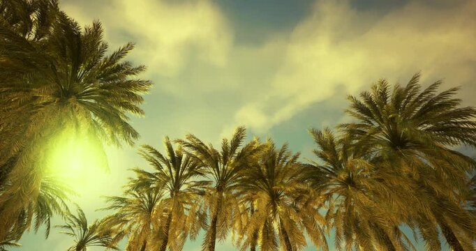Golden sunlight filters through a canopy of tall palm trees, creating a warm and inviting atmosphere in a tropical setting during daylight hours, evoking relaxation and serenity.