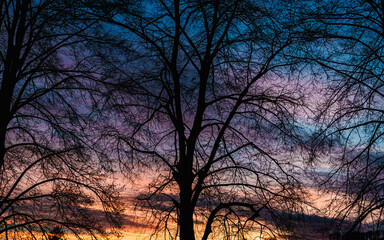 sunset in the forest