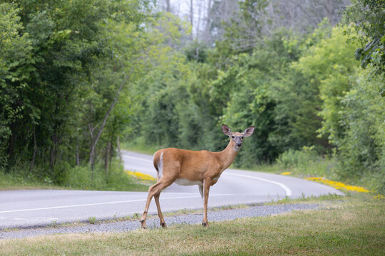 Beautiful female white tailed doe deer Odocoileus virginianus standing on the shoulder where the road curves