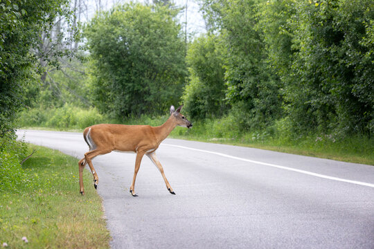 Side view of female white tailed doe deer Odocoileus virginianus taking her first tentative steps crossing a road