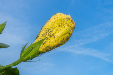 Aphids Infest the Bloom of a Hibiscus Plant