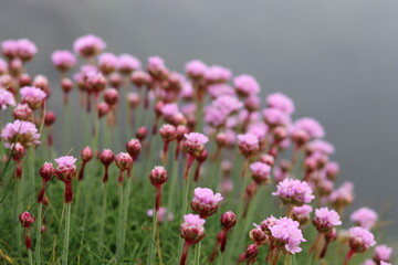 Sea pink or thrift, growing on a coastal cliff