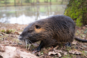 Nutria river rat, coypu herbivorous, semiaquatic rodent, Myocastoridae at water pond, wildlife animal, habitat wetlands