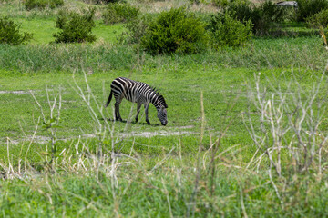 Zebra auf gr&uuml;ner Wiese im Tarangire Nationalpark in Tansania
