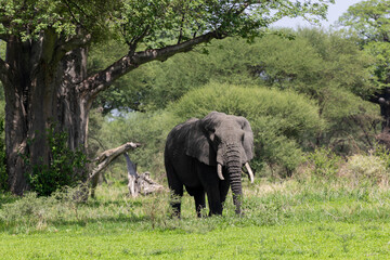Afrikanischer Elefant vor einem gro&szlig;en Affenbrotbaum in Tansania