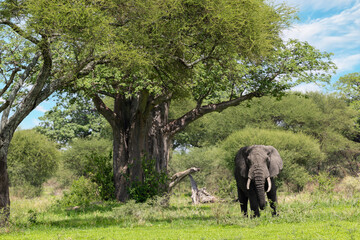 Afrikanischer Elefant vor einem gro&szlig;en Affenbrotbaum in Tansania