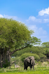 Afrikanischer Elefant vor einem gro&szlig;en Affenbrotbaum in Tansania