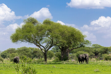 Zwei Afrikanische Elefanten vor einem gro&szlig;en Affenbrotbaum in Tansania