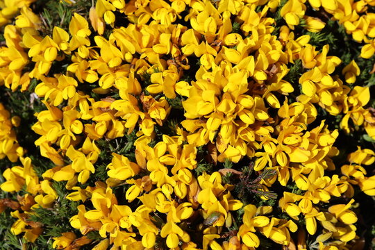 Bright yellow gorse flowers in sun