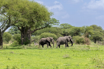 Zwei Afrikanische Elefanten vor einem gro&szlig;en Affenbrotbaum in Tansania