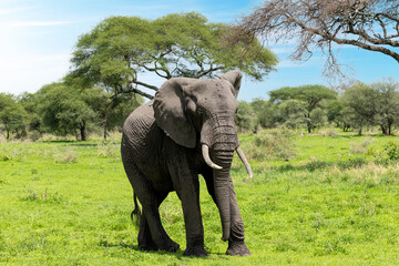 Afrikanischer Elefant im Tarangire Nationalpark in Tansania