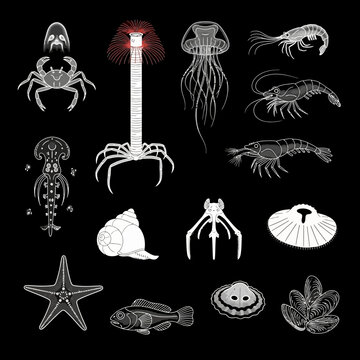 Marine life outline icon collection. Includes crab, bacteriophage, jellyfish, shrimp, cuttlefish, spider crab, scallop, starfish, snail, fish, clam