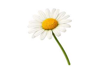 Naklejka premium Daisy flower displaying white petals surrounding a bright yellow center with a green stem, isolated on transparent