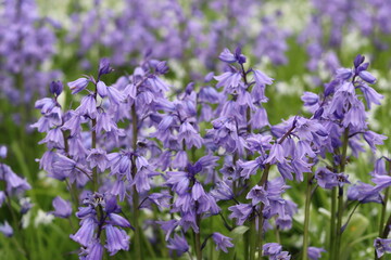 Fototapeta premium Masses of wild bluebells in spring