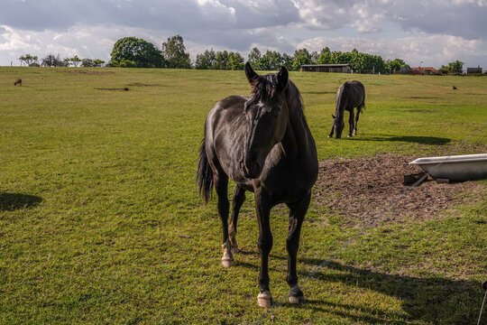 schwarzes Pferd steht auf der Weide