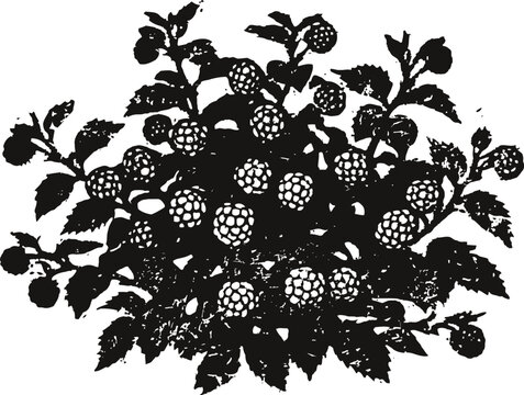 Blackberry bush silhouette with ripe berries and leaves isolated on white background