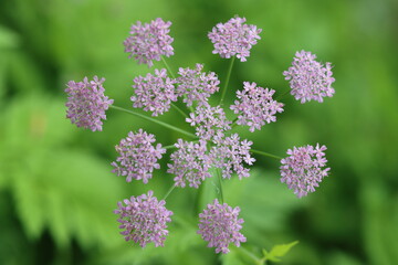 Obraz premium Chaerophyllum hirsutum roseum - pink umbels of hairy chervil