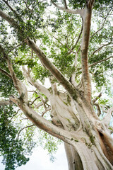 Fototapeta premium Giant 700-Year-Old Kayu Putih Ancient Tree in Bayan, Bali