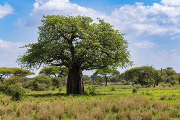 Affenbrotbaum im Tarangire Nationalpark