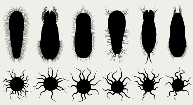Microorganism black silhouette icon collection. Includes bacteria, protozoa, virus, and amoeba shapes. Created in detailed style with black and white palette