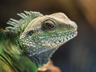 Obraz premium Portrait of a green iguana