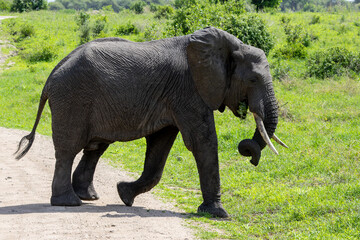 Afrikanischer Elefant kreuzt einen Weg im Tarangire Nationalpark in Tansania
