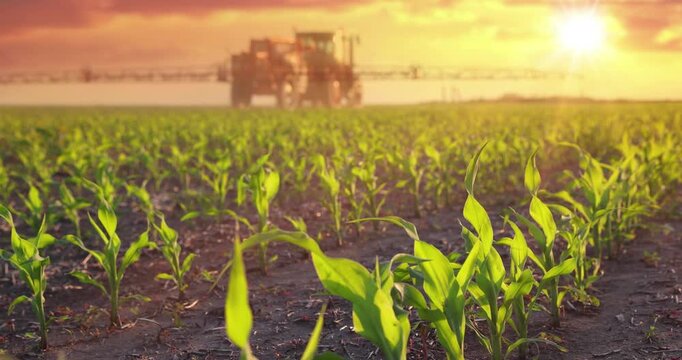 Crop sprayer working on a corn field at sunset, slow motion. Spring day landscape, rural scene. Spraying to protect corn from weeds to the increase crop yield. Low angle view - close up